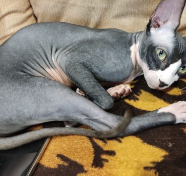 Grimm, 25 лет, Самоков,  Болгария 🇧🇬