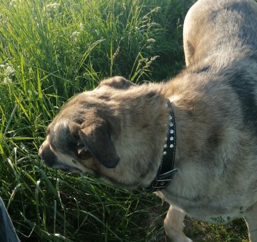 Николай, 36 лет, Санкт-Петербург, Россия 🇷🇺