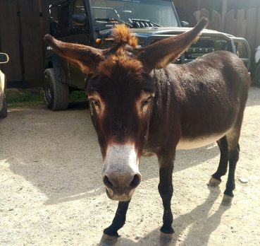 Караб, 36 лет, Сочи,  Россия 🇷🇺